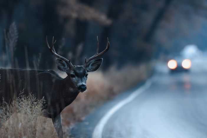 Stag dear at roadside