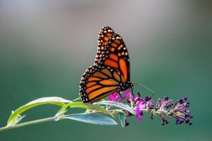 A Monarch butterfly with distinctive orange, black and white patterned wings rests on a purple wildflower stem against a soft green background.