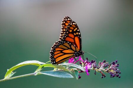 A Monarch butterfly with distinctive orange, black and white patterned wings rests on a purple wildflower stem against a soft green background.